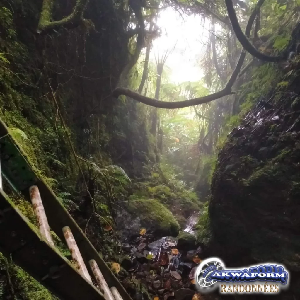 Forêt dense et verdoyante lors d'une randonnée en Guadeloupe avec Akwaform Randonnées