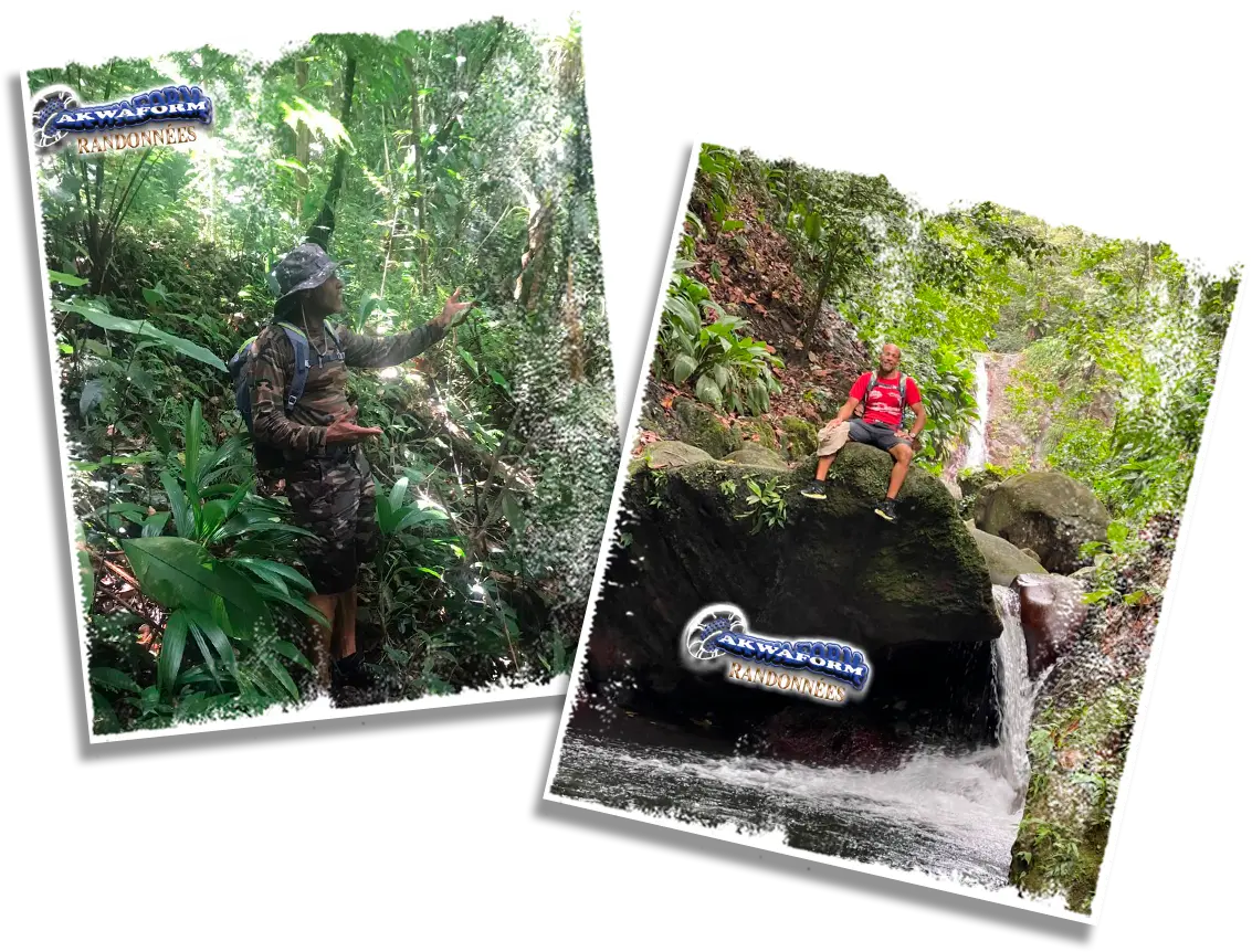 Randonnée en forêt tropicale avec Akwaform Randonnées Guadeloupe